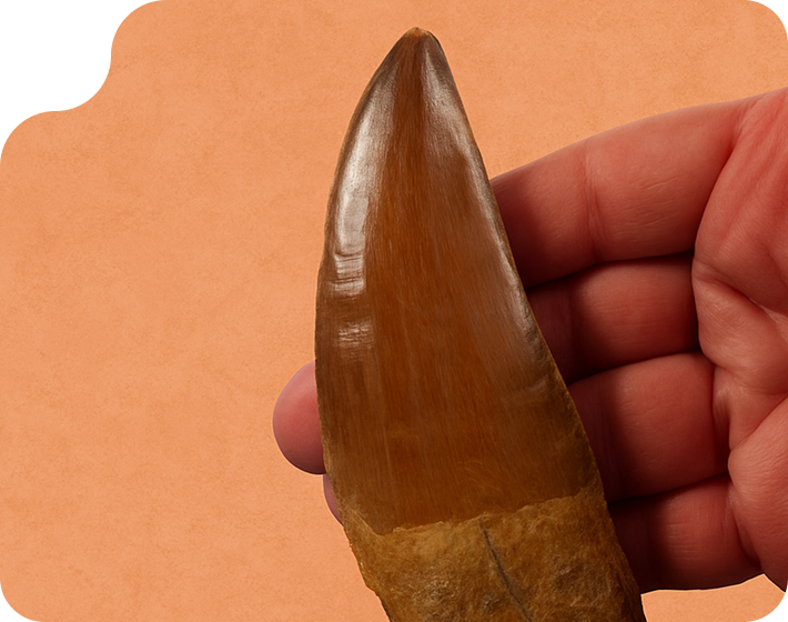 About Buried Treasure Fossils