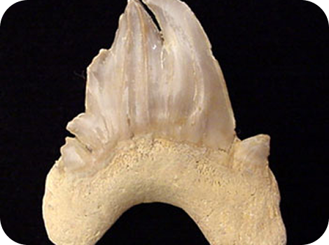 Why Are Pathological Teeth the Ultimate Fossil Trophy?