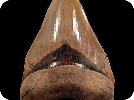 Why Megalodon Teeth This Big Are Practically Prehistoric Royalty
