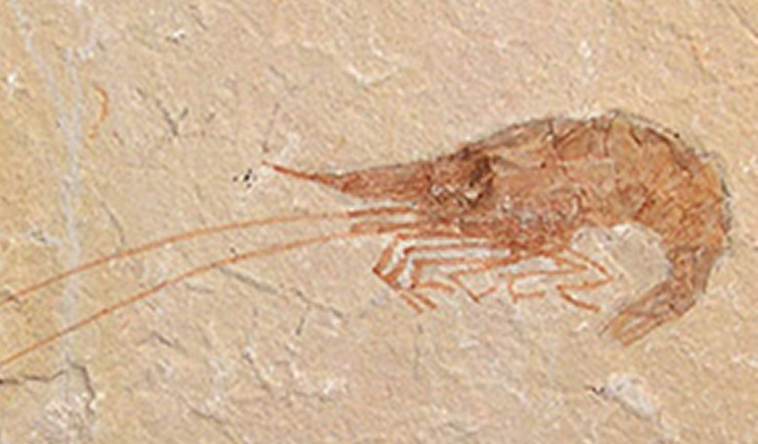 Buried Treasure Fossils Under $50