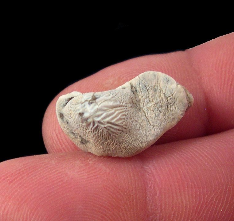 Ptychodus mortoni
